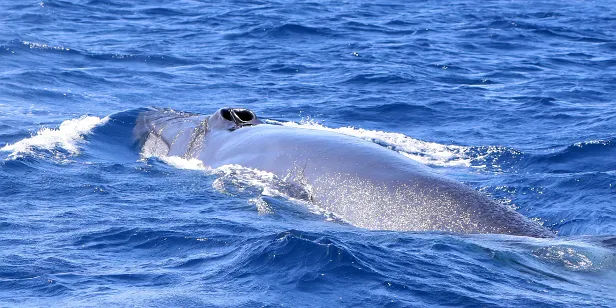 Brydewal vor La Palma (Kanaren)