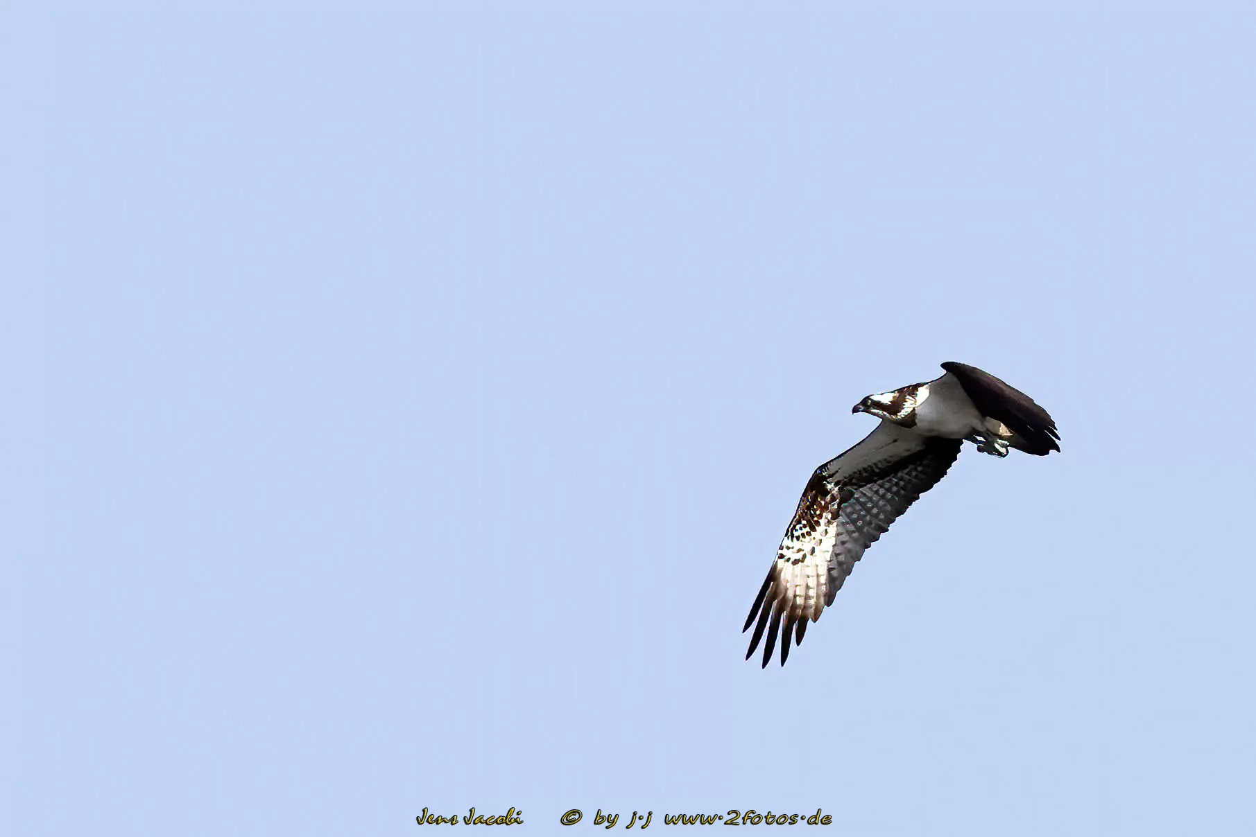 Fischadler Pandion haliaetus