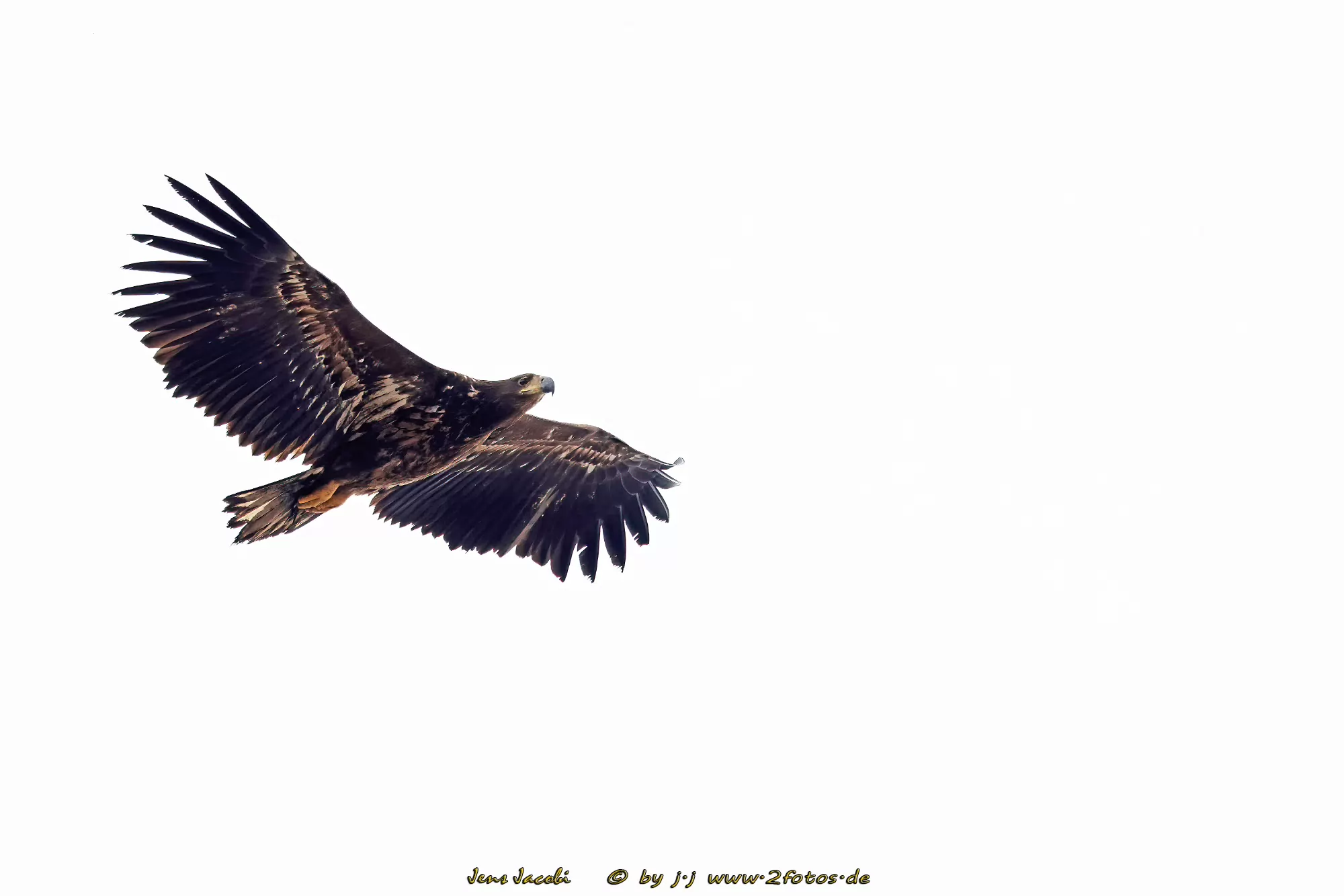 Seeadler Haliaeetus albicilla
