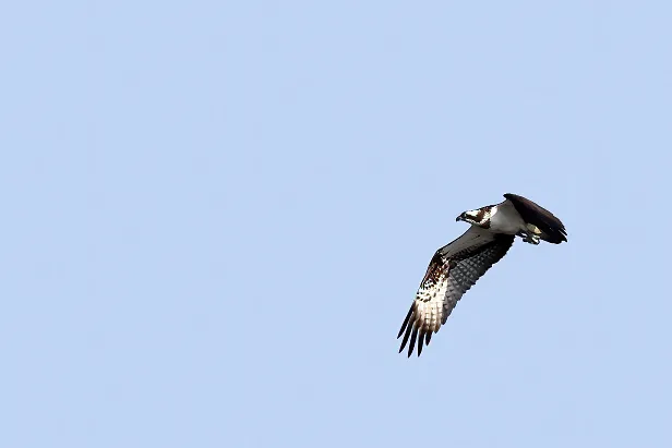 Fischadler Pandion haliaetus