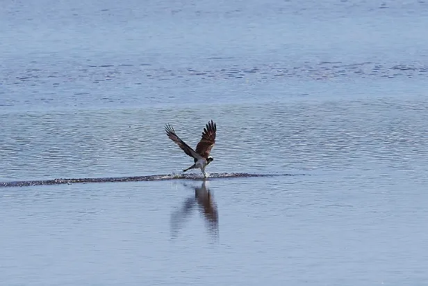Fischadler Pandion haliaetus