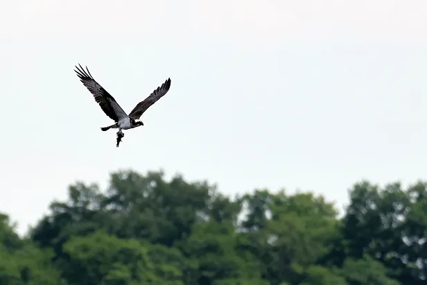 Fischadler Pandion haliaetus