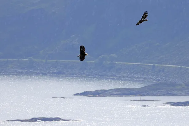 Seeadler Haliaeetus albicilla