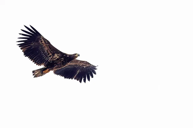 Seeadler Haliaeetus albicilla