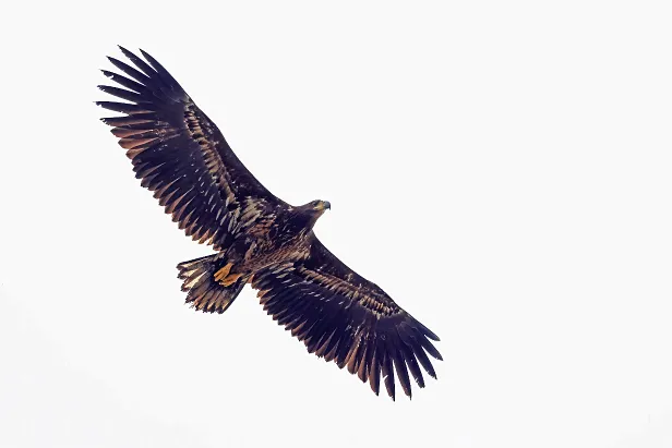 Seeadler Haliaeetus albicilla