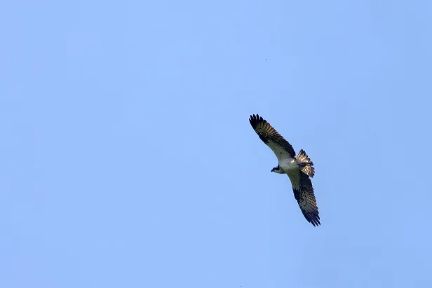 Seeadler Haliaeetus albicilla