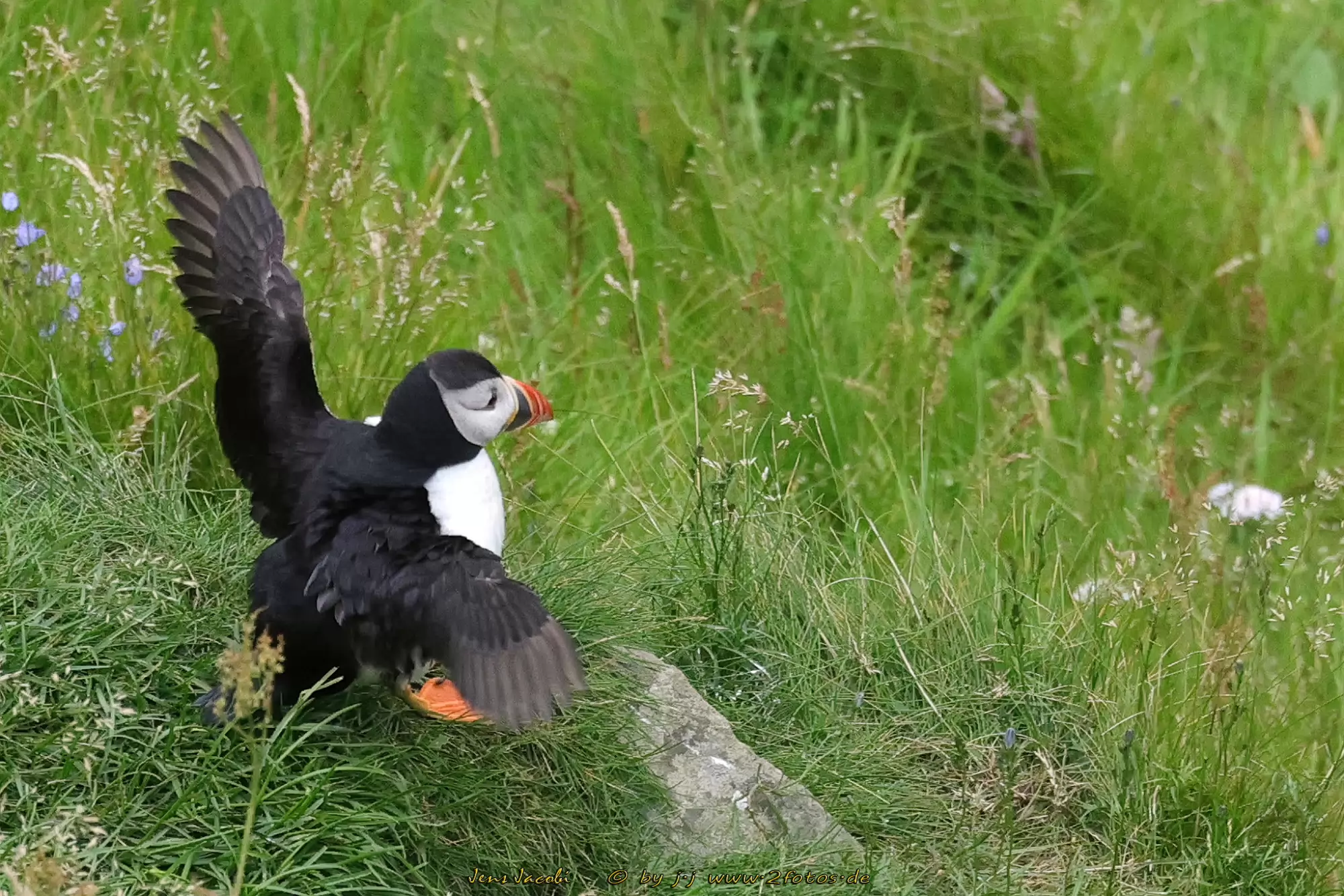Papageitaucher Fratercula arctica