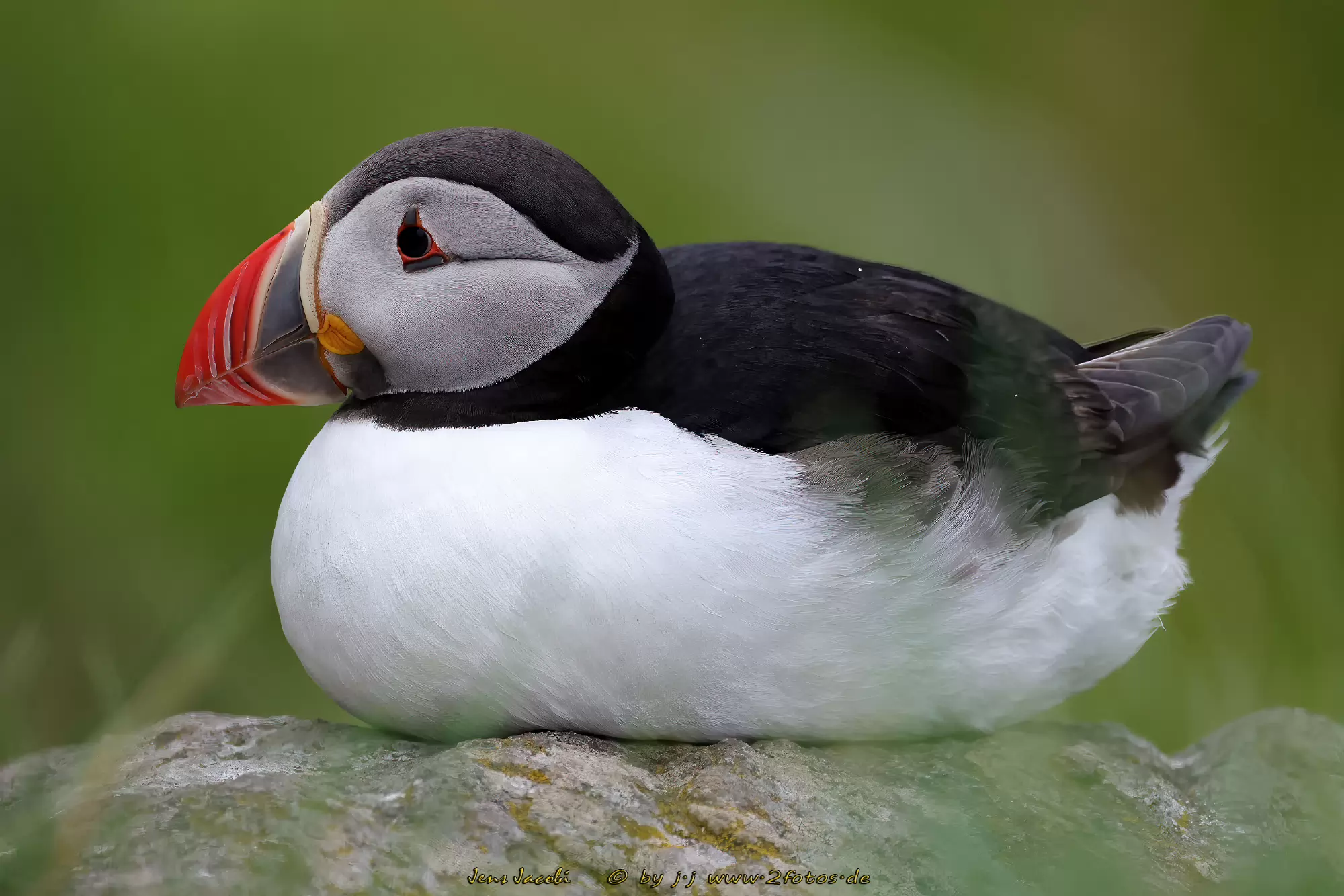 Papageitaucher Fratercula arctica