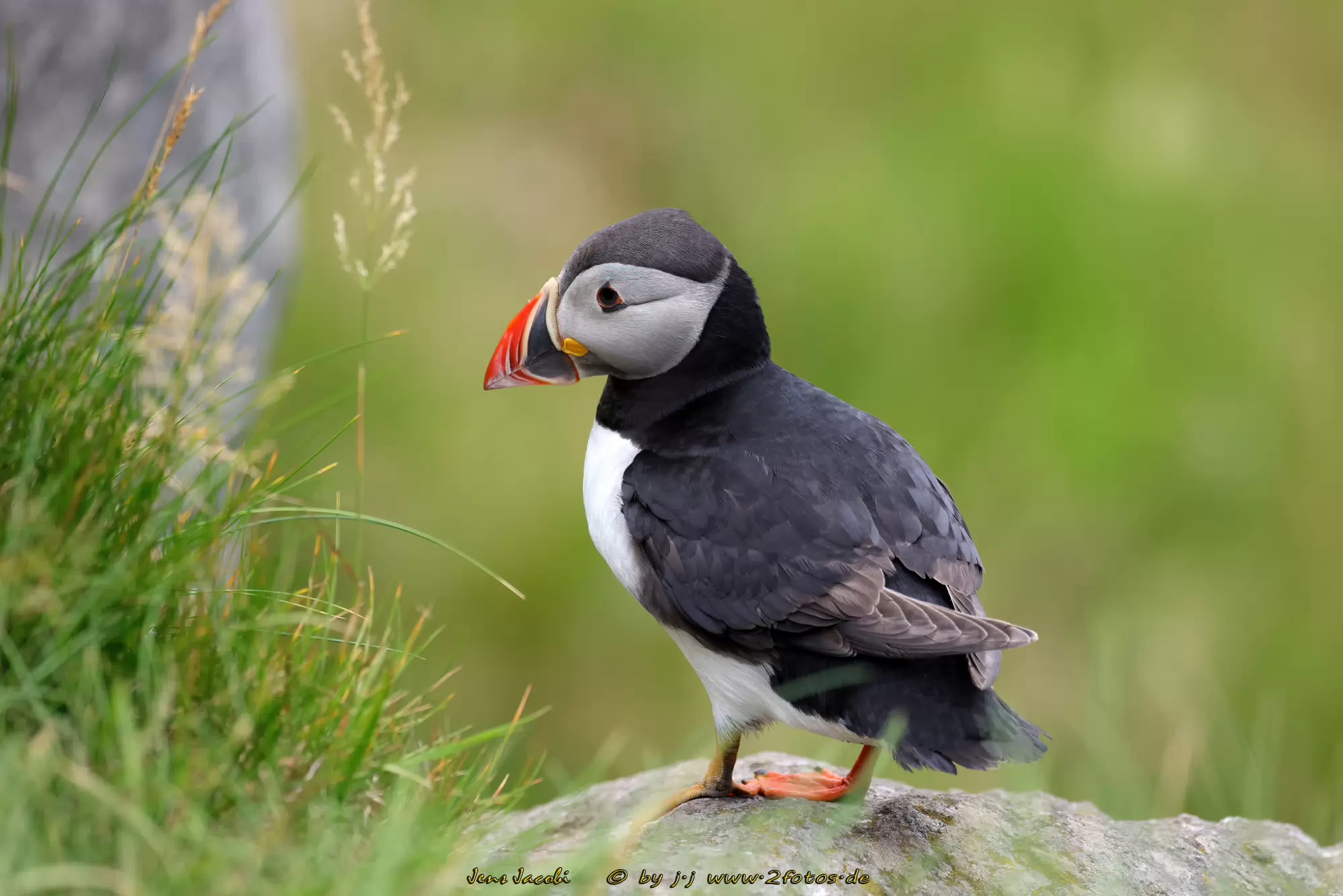 Papageitaucher Fratercula arctica