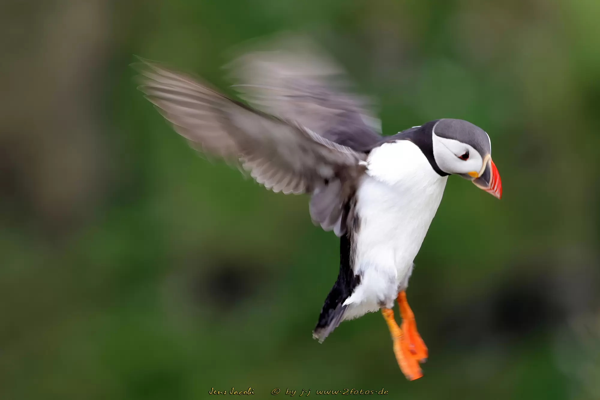 Papageitaucher Fratercula arctica