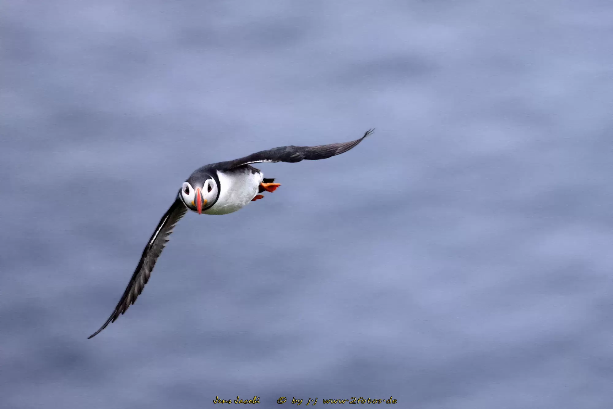 Papageitaucher Fratercula arctica
