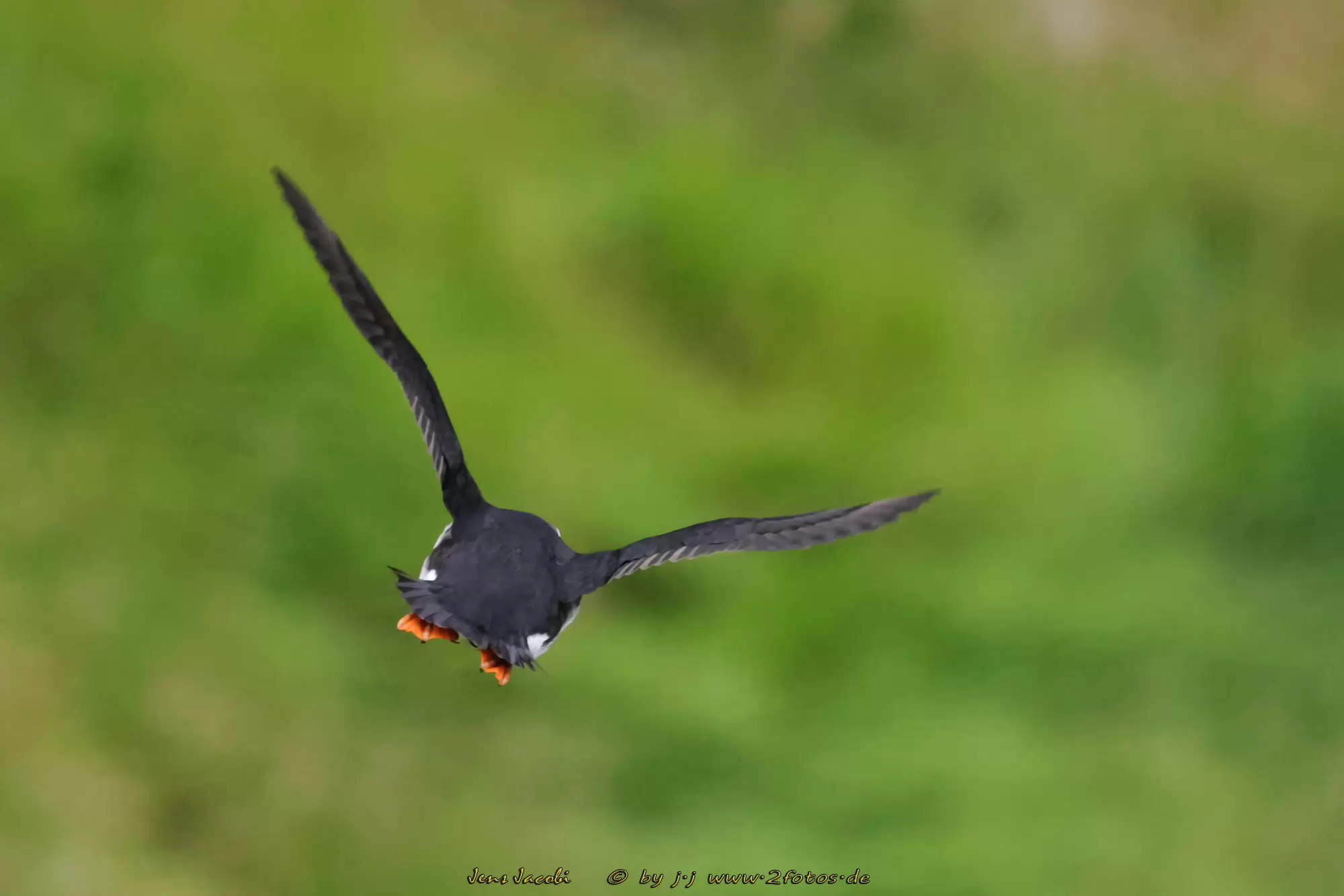 Papageitaucher Fratercula arctica