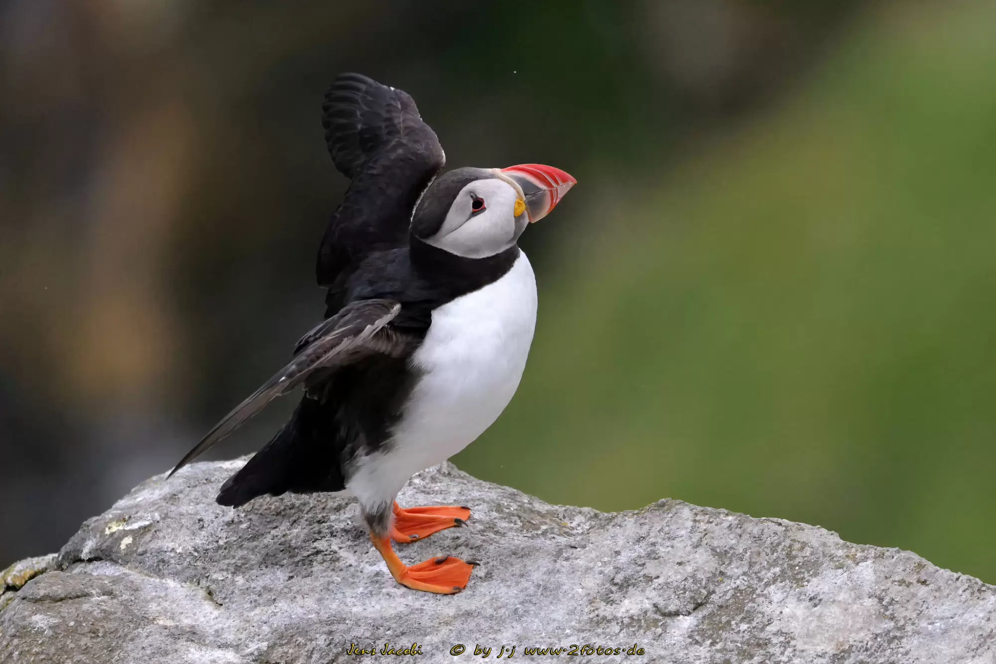 Papageitaucher Fratercula arctica