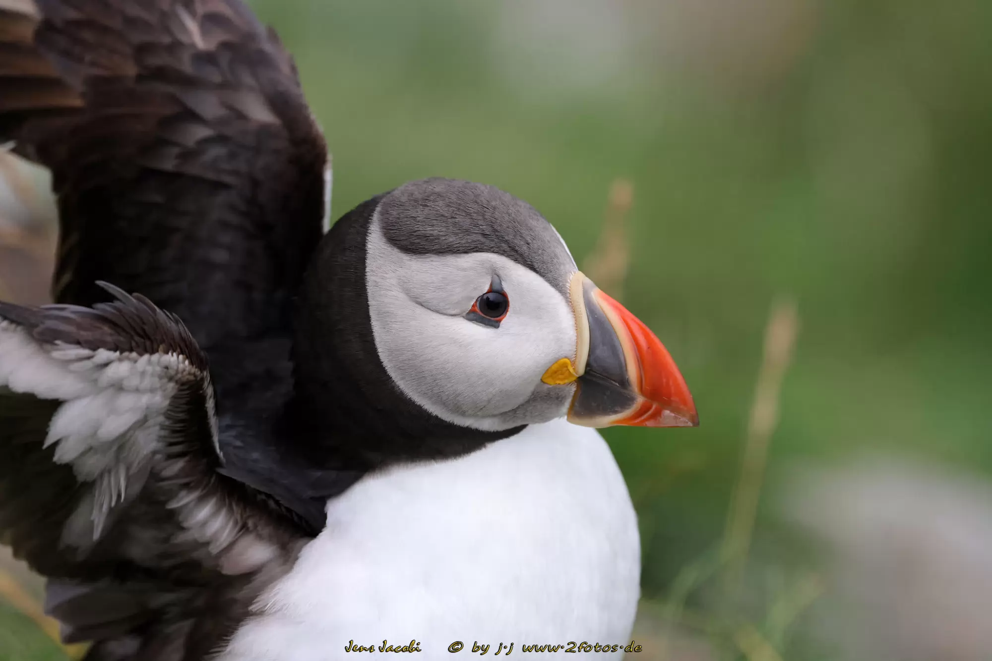 Papageitaucher Fratercula arctica