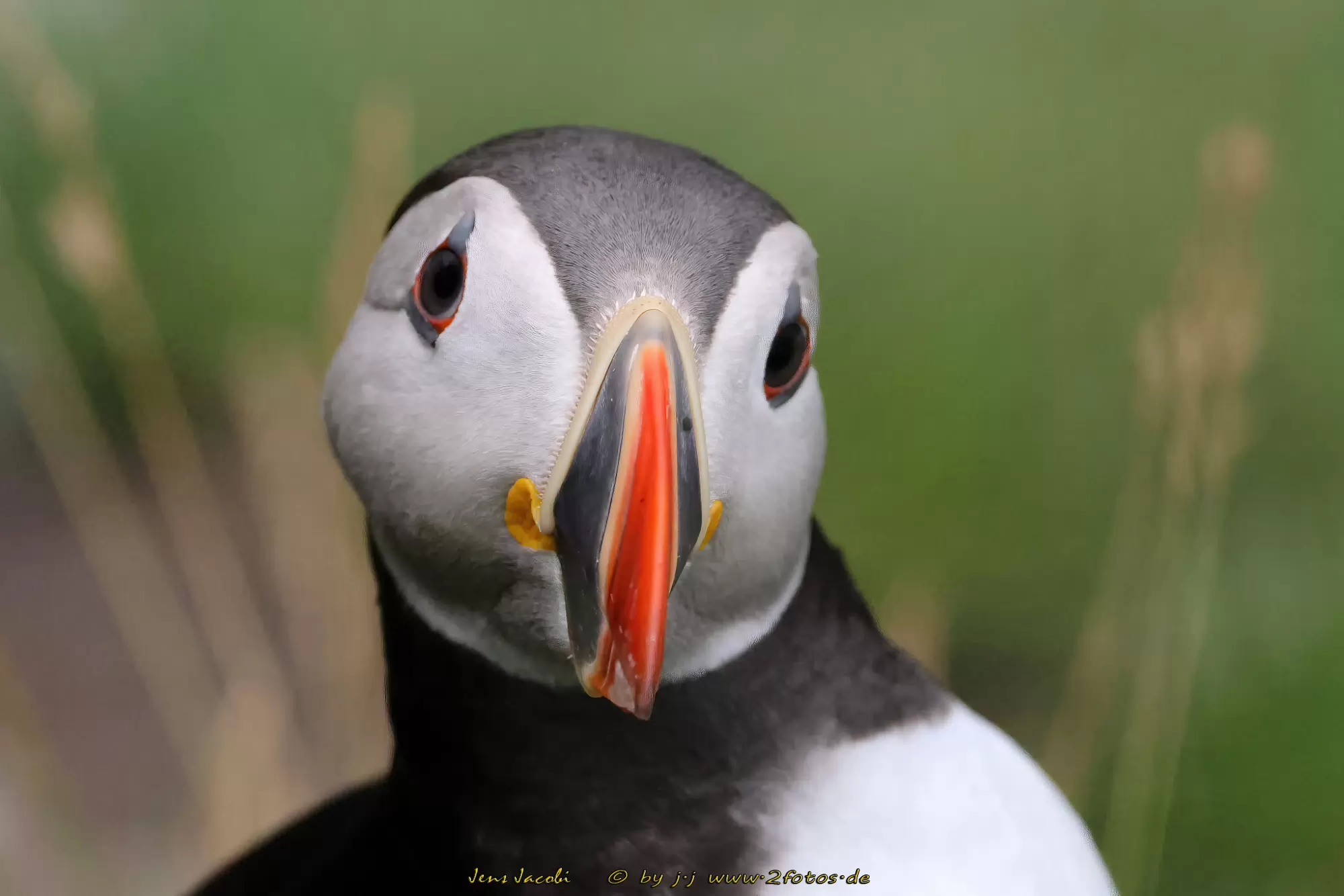 Papageitaucher Fratercula arctica
