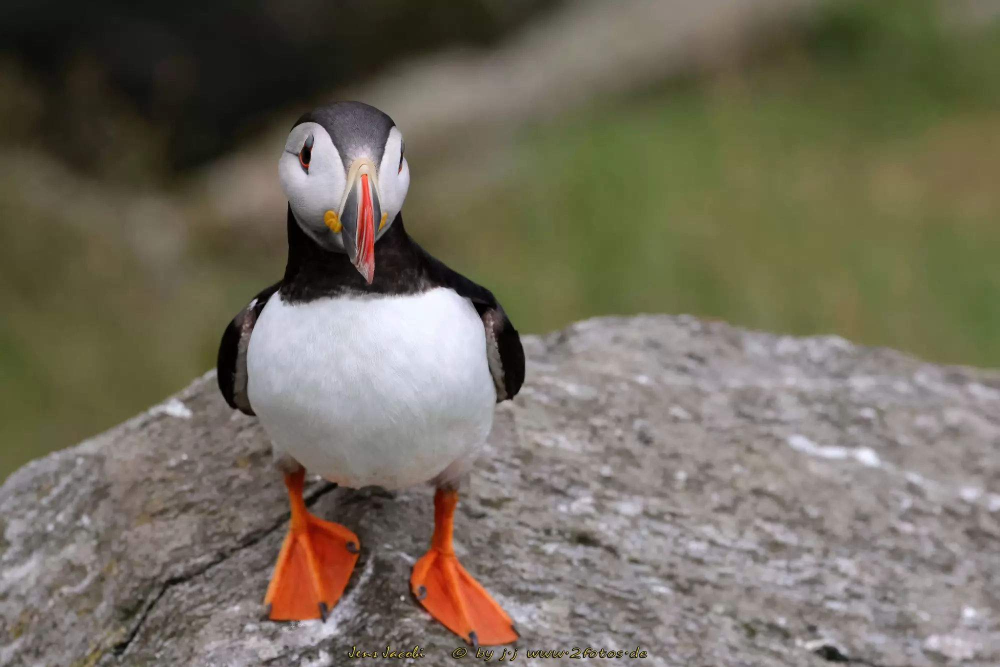 Papageitaucher Fratercula arctica