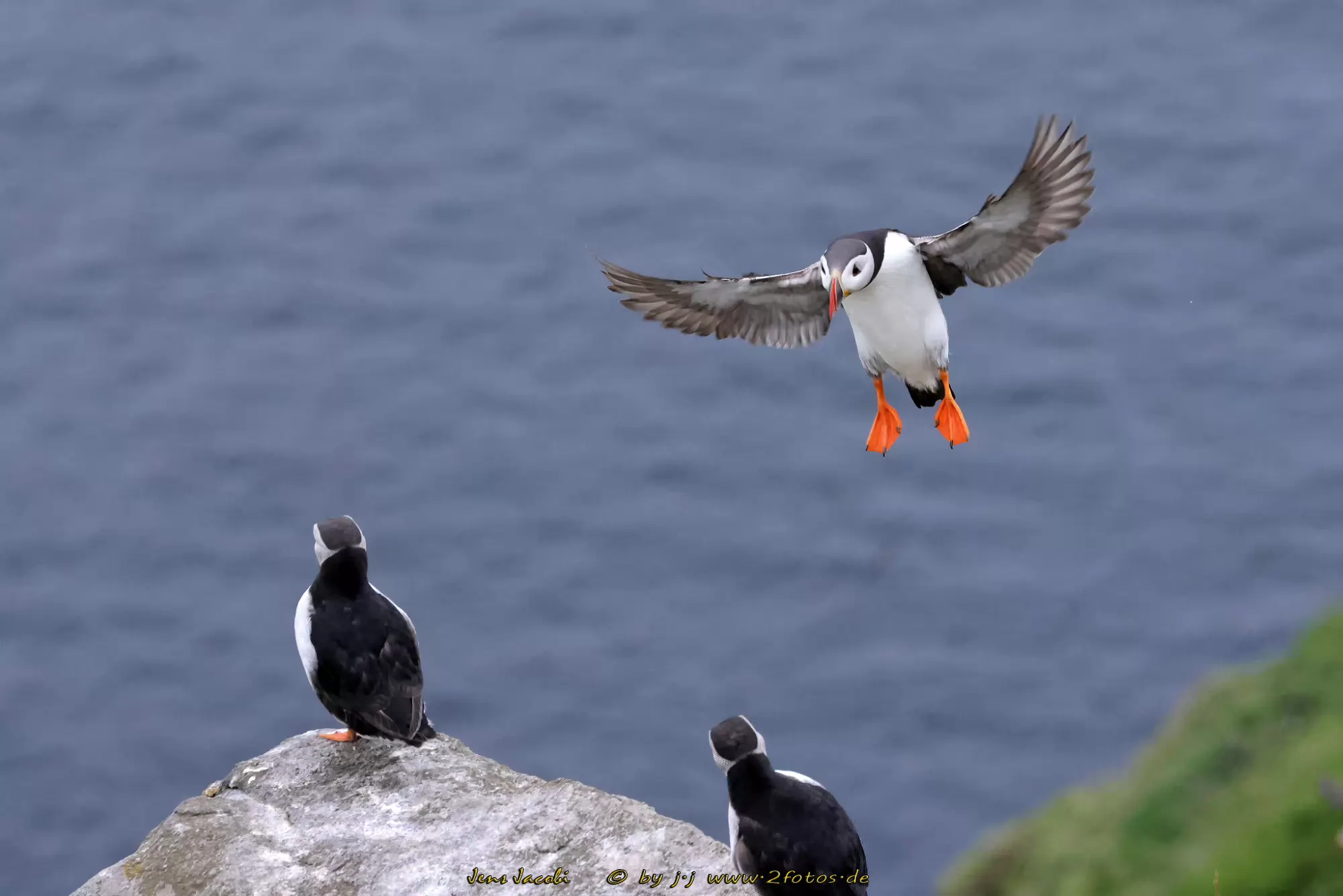Papageitaucher Fratercula arctica