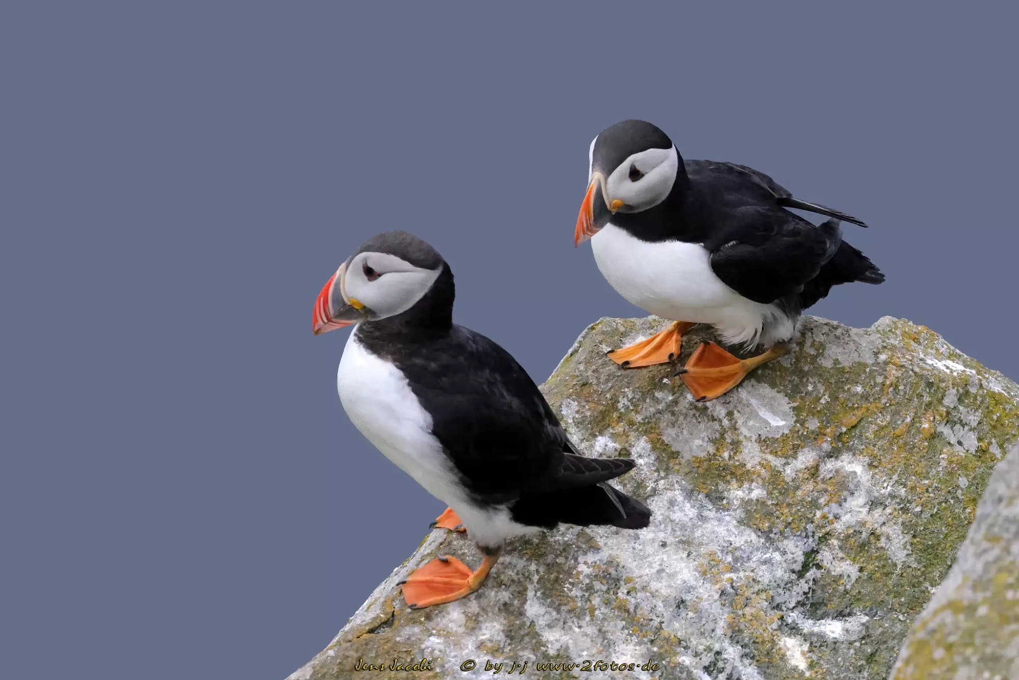 Papageitaucher Fratercula arctica