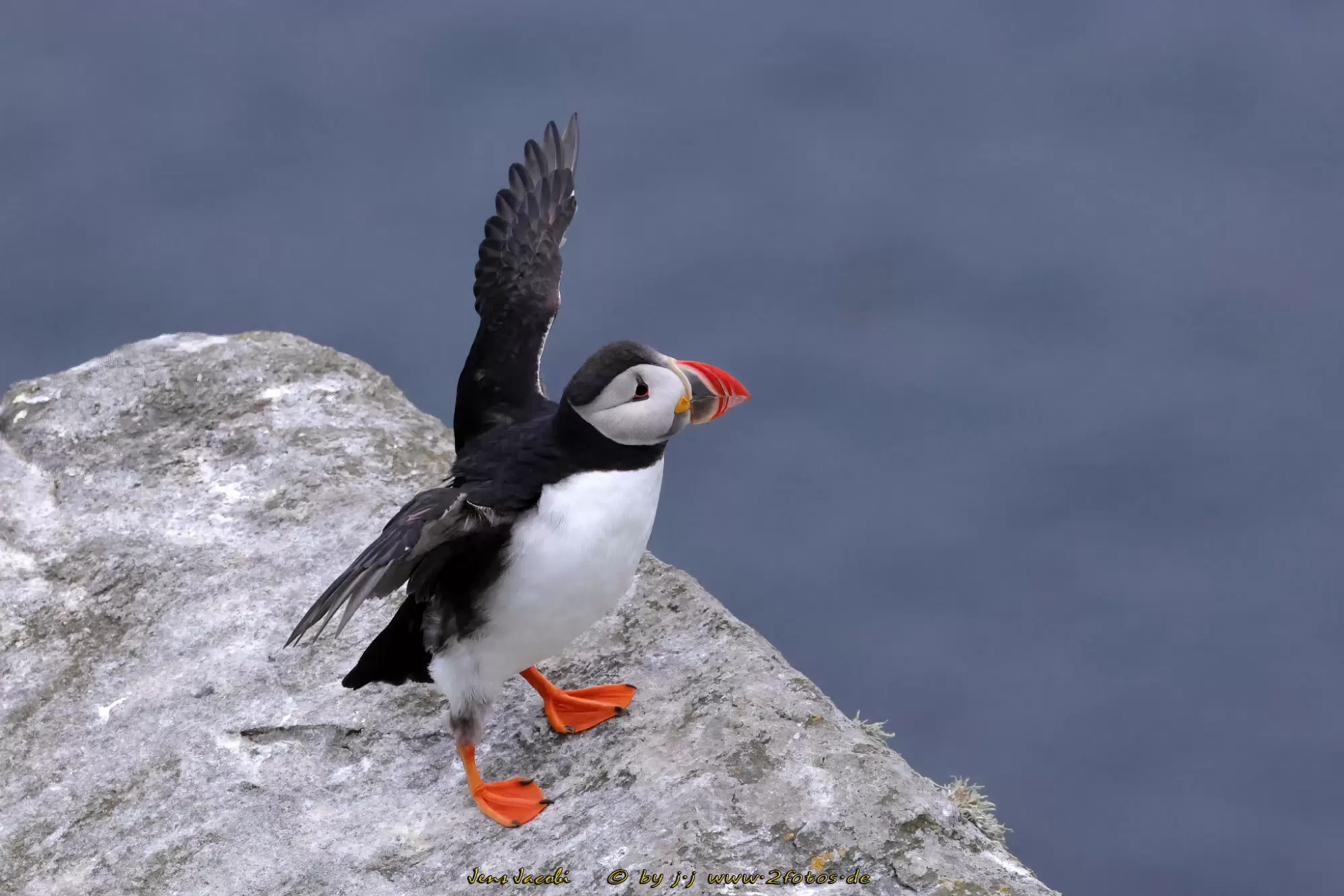 Papageitaucher Fratercula arctica