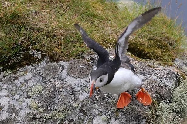 Papageitaucher Fratercula arctica