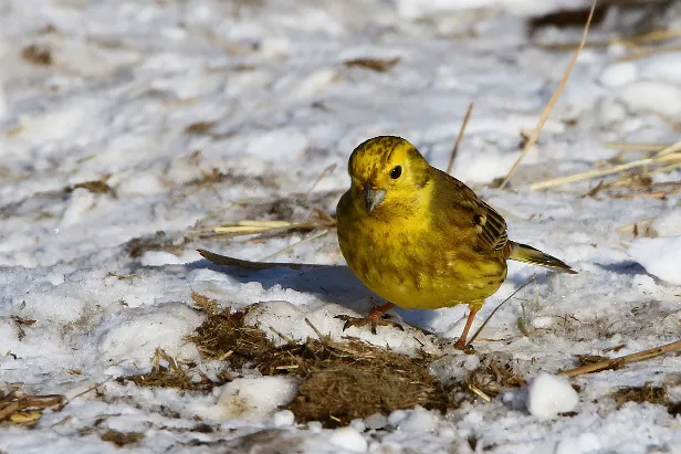 Goldammer Emberiza citrinella
