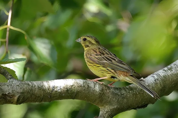 Goldammer Emberiza citrinella