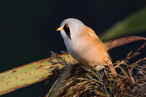 Bartmeise ♂