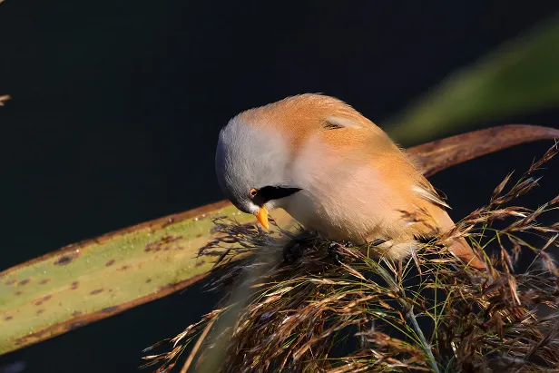 Bartmeise ♂