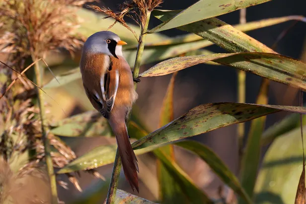 Bartmeise ♂