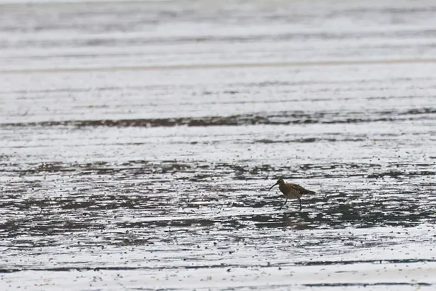 Regenbrachvogel