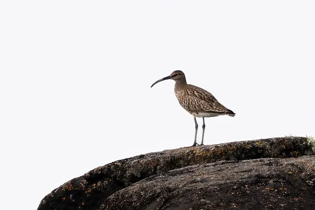 Regenbrachvogel