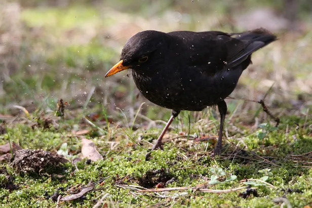 Amsel