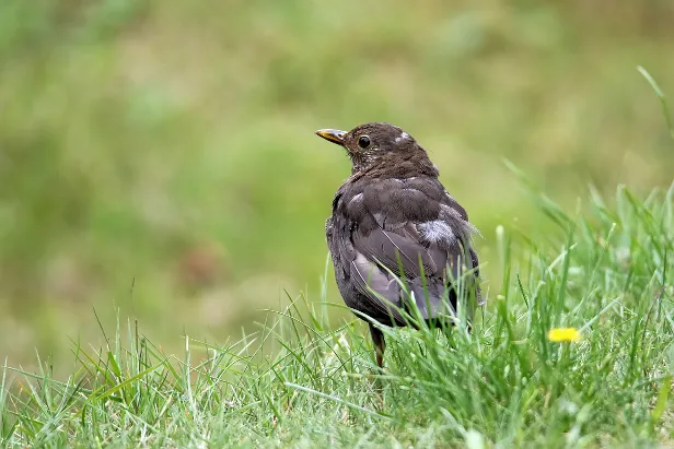 Amsel