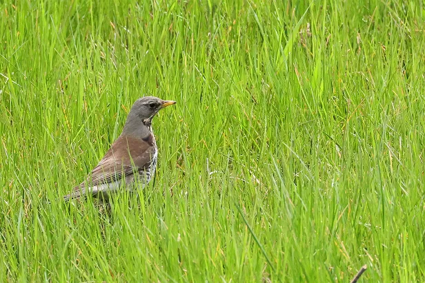 Wacholderdrossel ♂