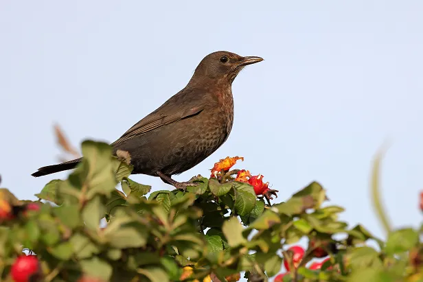 Amsel