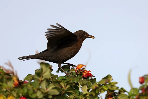 Amsel