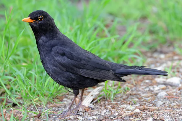 Amsel