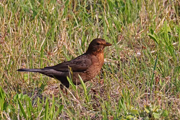 Amsel