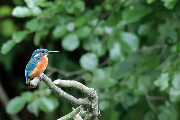 Eisvogel