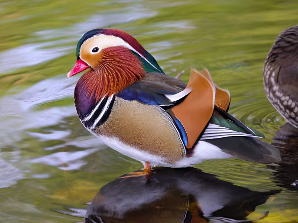 Mandarinente