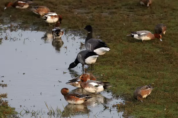 Ringelgans und Pfeifente