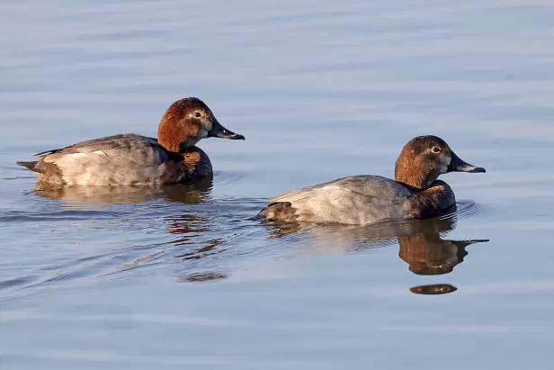 Tafelente ♂ Schlichtkleid