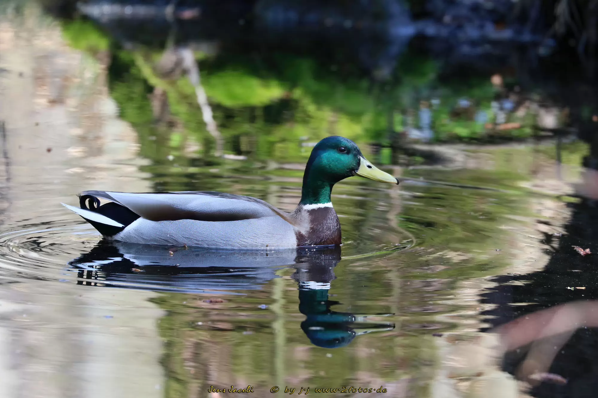 Stockente 