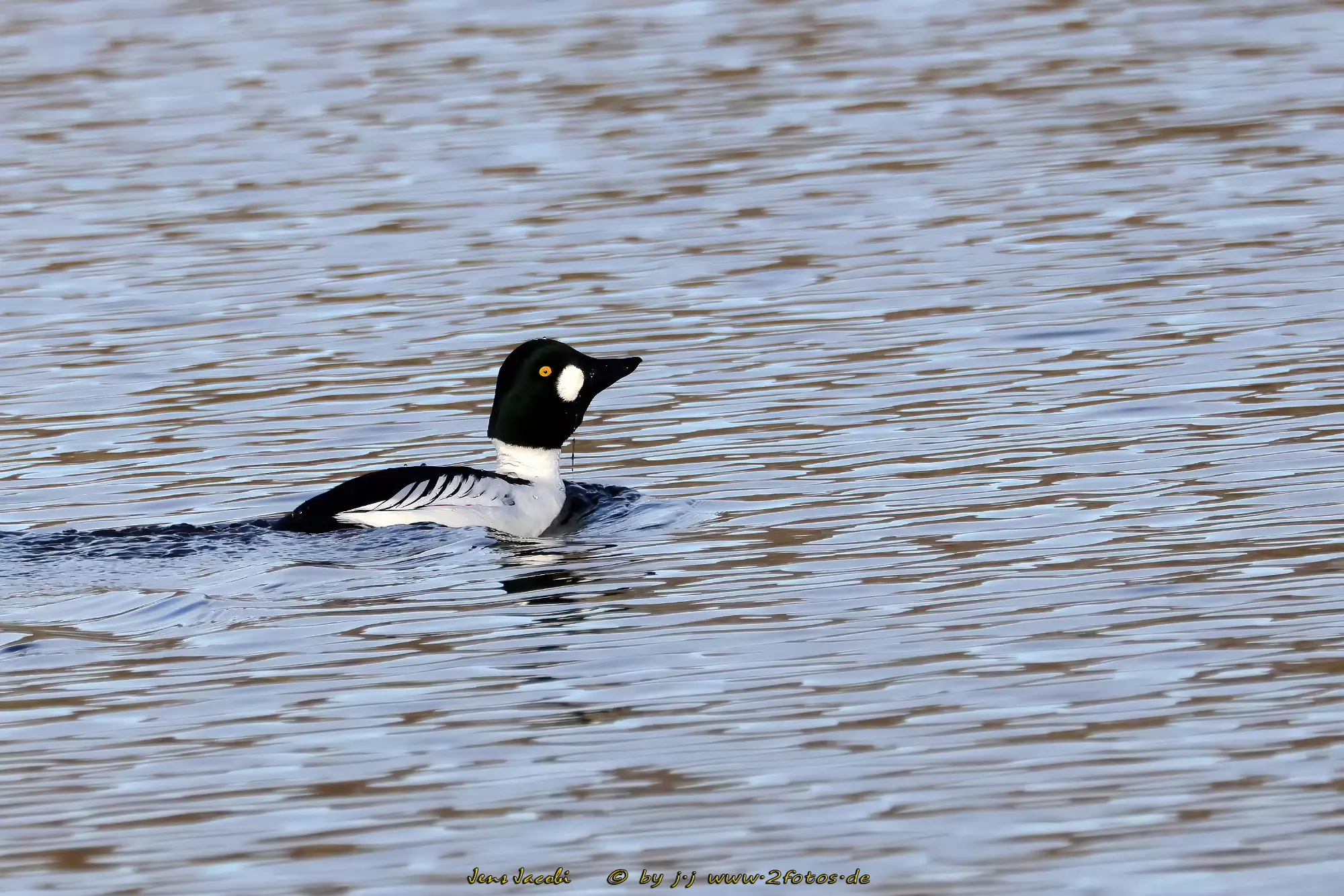 Schellente Bucephala clangula