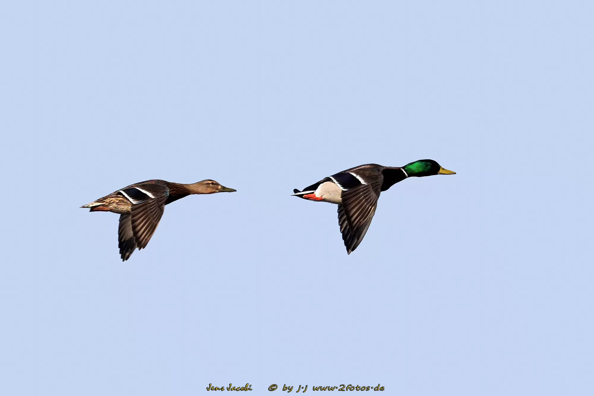 Stockente Anas platyrhynchos