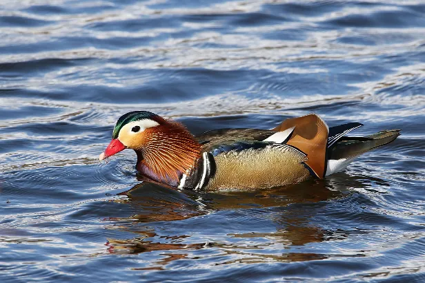 Enten