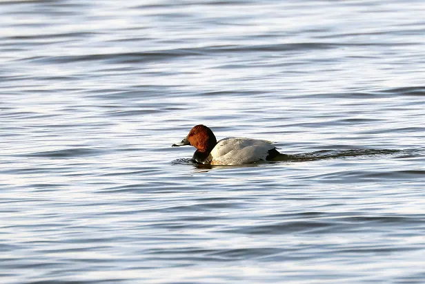 Tafelente ♂