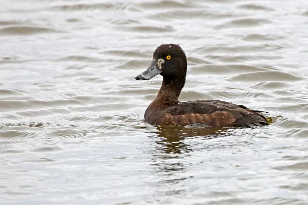 Reiherente ♀