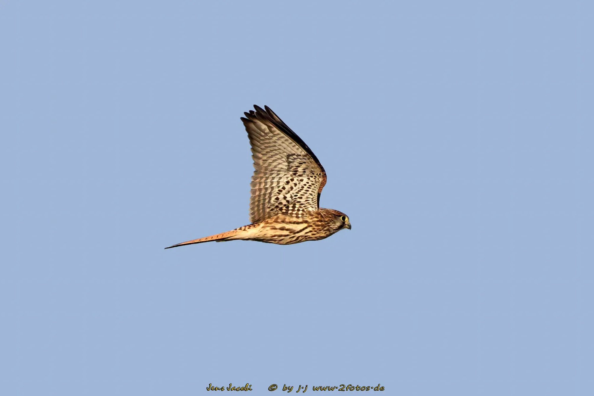 Turmfalke Falco tinnunculus ♀