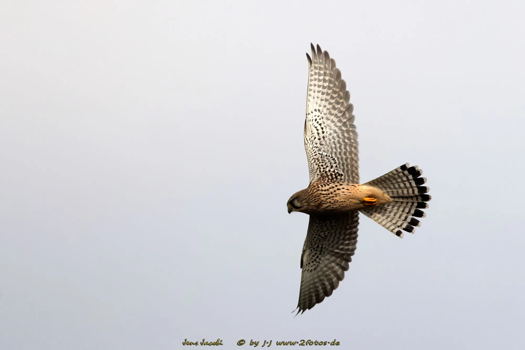 Turmfalke Falco tinnunculus